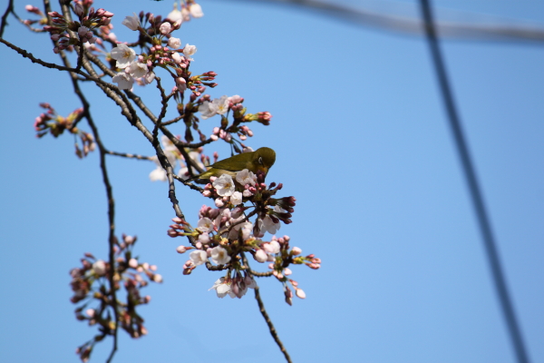 桜の蜜は、おいしいなぁ!