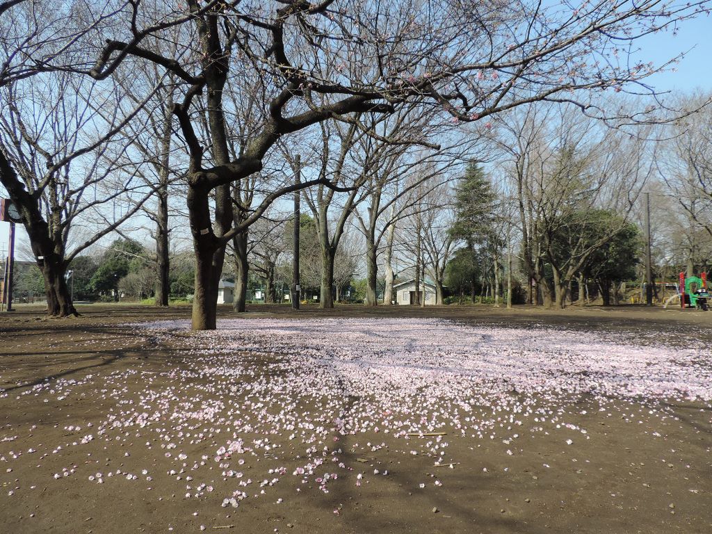 大寒桜 夢のあと 井草森公園